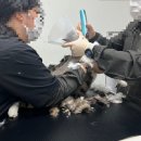 함께냥 평택점 | [‘평택 함께냥‘ 고양이 미용] 믿고 맡길 수 있는 곳