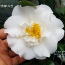 주작원