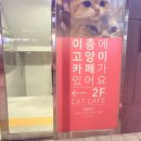 꽁냥꽁냥 | 노원 공릉역 아이들과 가기 좋은 곳 꽁냥꽁냥 고양이카페 내돈내산 솔직 후기