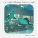 먹이창고 | 일산 아쿠아 가든 : 카페 메뉴 두쫀쿠 상어 피딩 먹이주기 내돈내산
