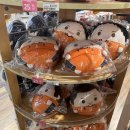 11545-02-08-68 | 🇨🇦 2026 FEB | 밴쿠버 생활 3주차 일상 겸 후기