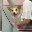 펫살롱 꽃단장 이미지