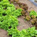 이정자농원 이미지