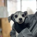 몽글몽글 이미지