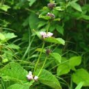 약초본가제분소 이미지