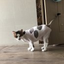 고양이무마취미용 냥지곤지 이미지