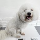 멍케어존 이미지