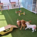 하이바이 동물위탁센터 대구점 이미지