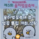 율하중학교 | 경남 김해 아이와 가볼 만한 곳 2024년 제5회 율하벚꽃축제 및 벚꽃 튤립 개화 상황 주차정보 포함
