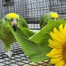 교동농장 이미지