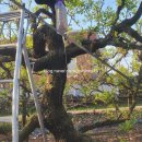 푸른 식물병원 이미지