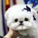 퍼피빌리지 이미지