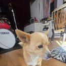 아지아지트 이미지