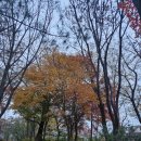 영축산순환산책로(유아숲) | 영축산 : 광명교회 ~ (순환산책로) ~ 전망대(정상) ~ 유아숲체험장 ~ 광운대학교 (25.11.23)