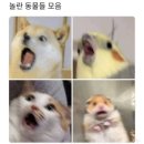 화니중식 이미지