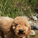 쁘띠시앙 이미지