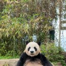 러바오 보러 갔다가 인류애 상실함 이미지