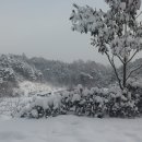 황칠농장 이미지