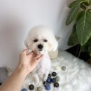 달고나 펫살롱 이미지