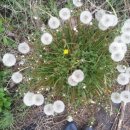 민들레홀씨 이미지