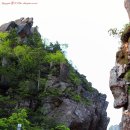 돼지옆꾸리 | 야생화 및 일출산행..설악산 공룡능선(雪嶽山 恐龍稜線)