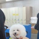 포항애견미용학원 이미지