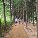 경춘선솔밭길 이미지