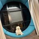 101동화장실 | 거제도 여행 매미성 근처 애견동반 숙소 캠프빌리지 카라반101동 후기