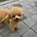 다우리 | 양산애견유치원, 재능을 찾아내려는 선생님의 세심한 시선! 디엠 다우리 도그 센터 후기