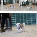 하오쿠 | 해운대 애견카페 송정 하오쿠 솔직후기
