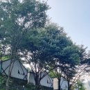 계룡산글램핑동월숲 이미지