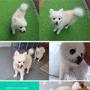 개님살롱 이미지