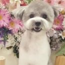 써니애견 미용실 이미지