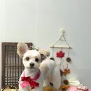 오월의 그루밍 이미지