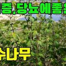 한국의 약용식물(국수나무)-협심증 당뇨에좋은 산나물 조회수 4.7천회 3년 전 이미지