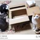 스트롱 라벤더