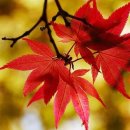 샤론헤어 이미지