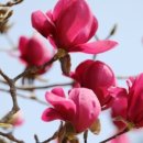 트리케라톱스-3 이미지