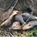 봉서 통나무 펜션 이미지