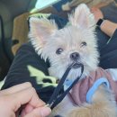 캐비앤원스탑 | [달리의 내돈내산 샘플사료 일지]