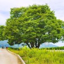 느티나무 이미지