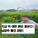 상주역 자전거 공영주차장 | 아이랑 가볼만한곳 남양주 물의 정원 양귀비 실황, 유모차 대신 반자동 자전거 필수인 이유