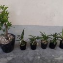 우송농장 이미지