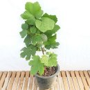 그린피아 이미지