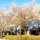 낙동제방 이미지