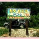 청주진도견연구소 이미지