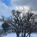 투비팜 | 두 번째 제주 태교여행(2)🧸🌳/26w, 3-4일차, 폭설 제주, 유채꽃, 우동카덴 제주