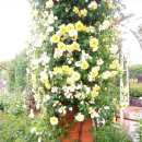 기차마을 장미공원 이미지