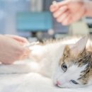 예동물병원 이미지