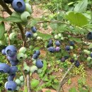 우석농장 2 이미지